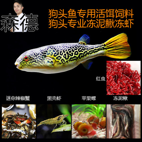 斑马狗头活食饲料螺活体红虫
