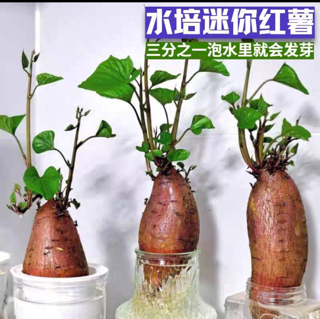 新品水培专用红薯盆景观察叶片可食用生长不断阳台窗台室内养盆栽,鲜花速递/花卉仿真/绿植园艺,水生植物,淘宝优惠券,粉丝福利购,淘宝优惠卷