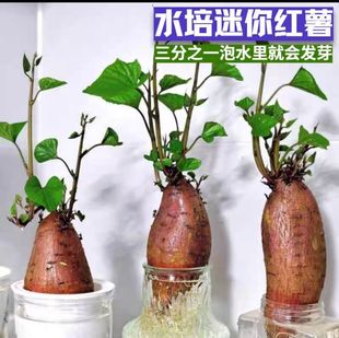 新品水培专用红薯盆景观察叶片可食用生长不断阳台窗台室内养盆栽