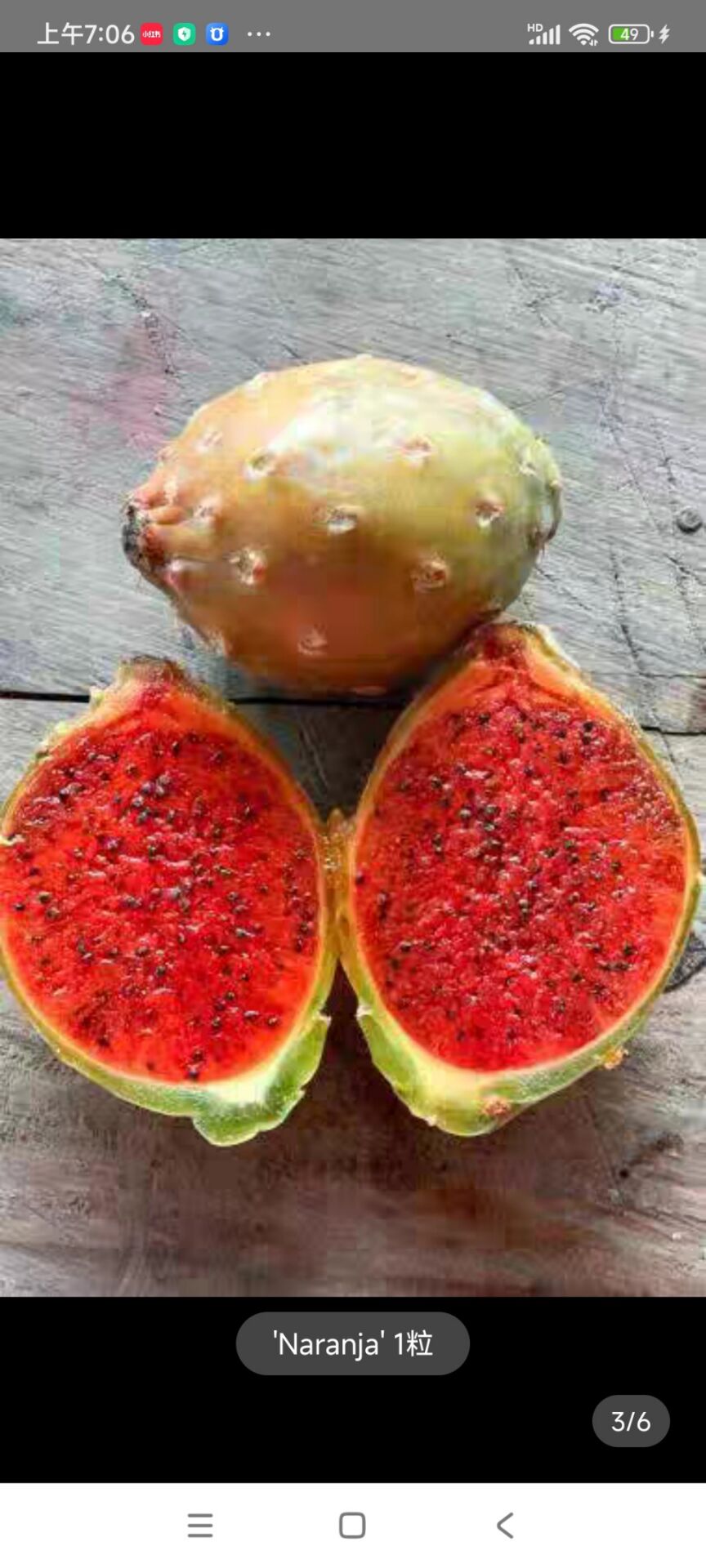 食用仙人掌果树苗盆栽水果阳台裸根不带土夏季观果植物非常容易