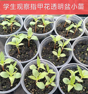 学生观察规格齐全凤仙花指甲花苗幼苗大苗带花苞泡脚染指甲盆栽