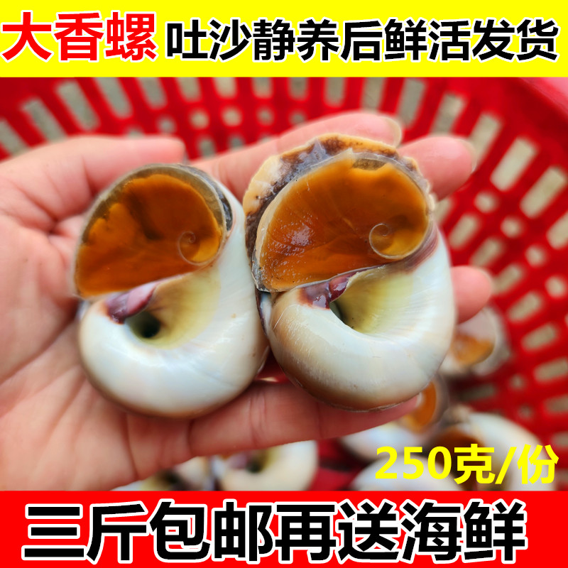 鲜活香螺小香螺野生沙螺鲜活猫眼螺大沙螺大香螺肚脐螺扁玉螺海鲜