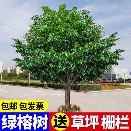 榕树仿真树植物假树大型高端观赏室外景观造型户外庭院巨型树干叶