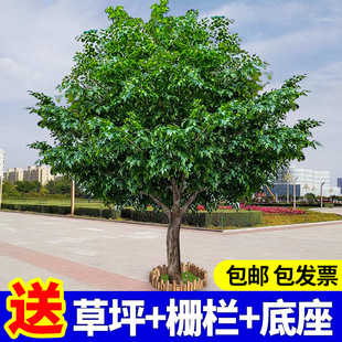 榕树仿真树植物假树大型高端观赏室内景观造型客厅落地造景装 饰小