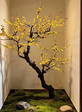 仿真黄色腊梅树梅花树大型假树室内外装饰许愿树商场酒店欢庆造景