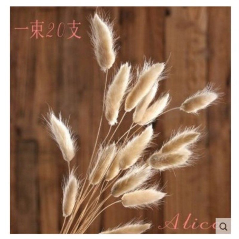 天然兔尾巴草狗尾巴草干花真花束田园风格森女拍摄影道具拍照道具