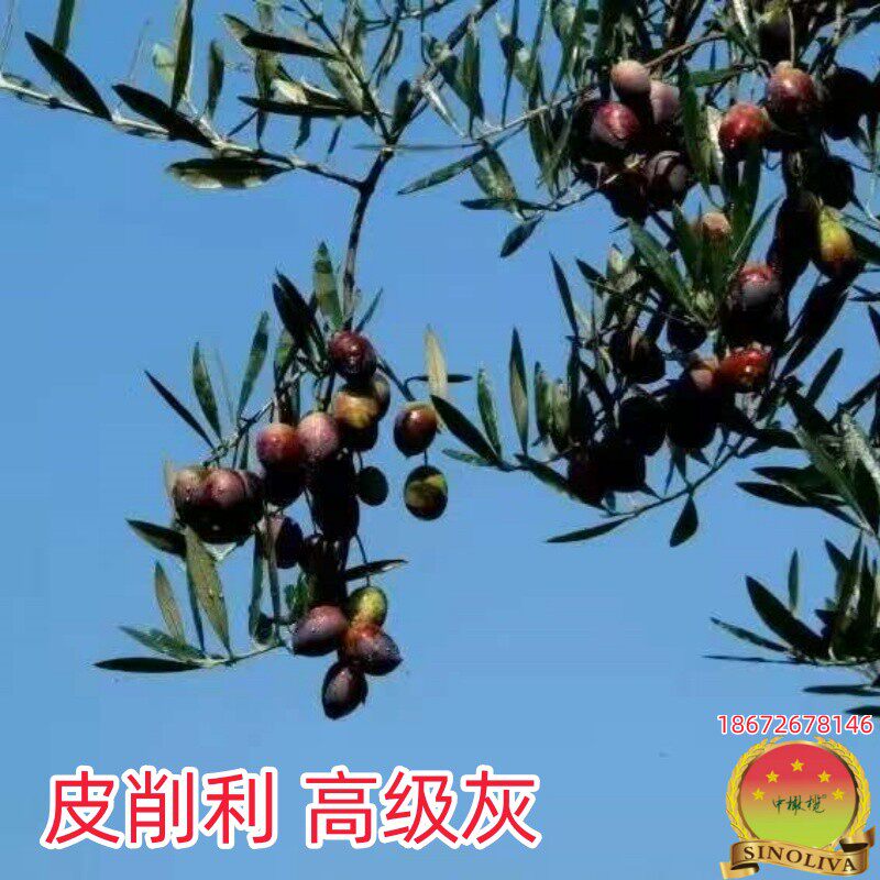 油橄榄苗木 高级灰皮削利Picholine庭院行道建园带钵景观果油多用