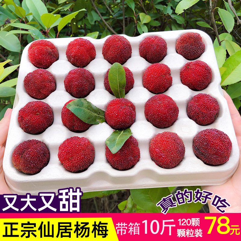 [特甜]正宗仙居杨梅新鲜东魁杨梅颗粒装10斤整箱当季水果现摘现发