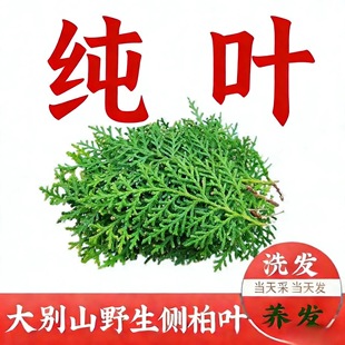 侧柏叶新鲜现采野生柏树枝叶阴干正宗侧柏叶粉洗头乌发防脱养发生