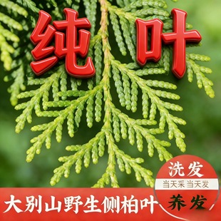 侧柏叶现摘野生新鲜扁柏树乌发泡酒生发防脱洗头养发侧柏叶新鲜