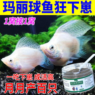 玛丽鱼饲料专用促繁殖下崽鱼食玛丽球鱼产卵爆满缸鹦鹉鱼小型鱼粮