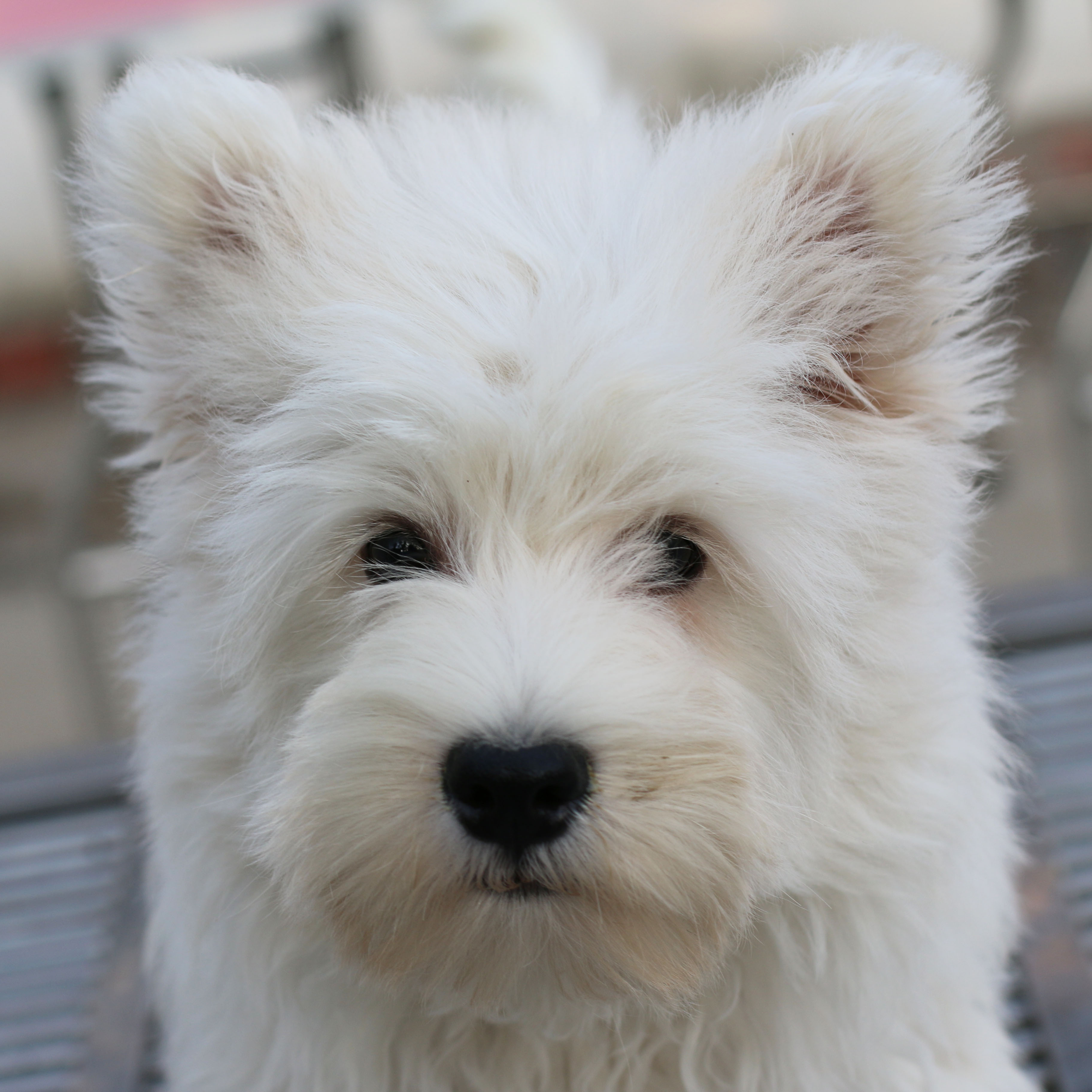 3月上新小公狗279，三针荷兰英特威打完了，已驱虫西高地白梗幼犬