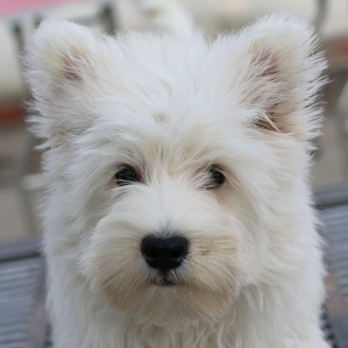 3月上新小公狗279，三针荷兰英特威打完了，已驱虫西高地白梗幼犬