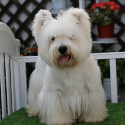 北京朝阳西高地白梗种公对外借配