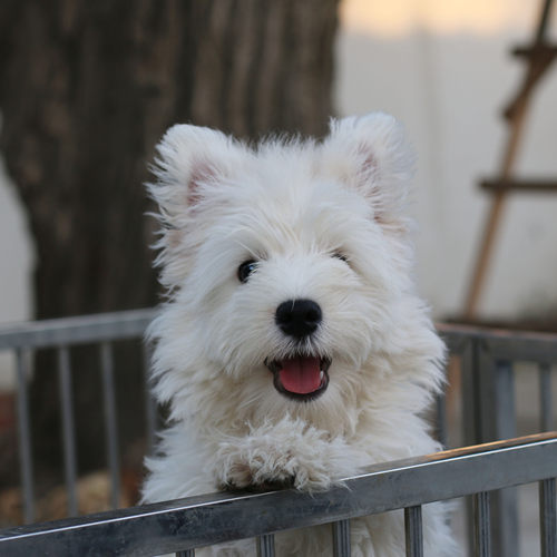 上海普陀区专业犬舍西高地白梗