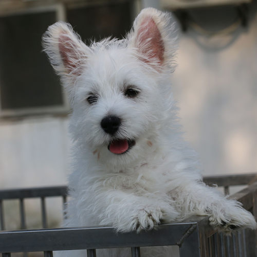 上海普陀区犬舍只繁育西高地白梗
