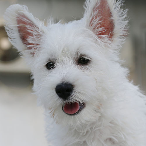 上海犬舍普陀区西高地白梗小型犬