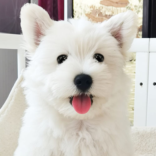 上海靠谱纯种西高地白梗犬舍