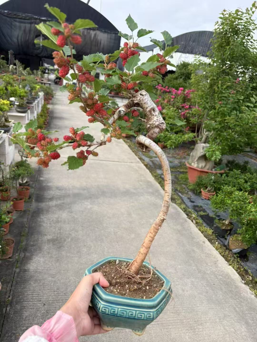 岭南艺术盆景造型老桩桑葚盆景室内阳台庭院客厅办公室绿植盆栽