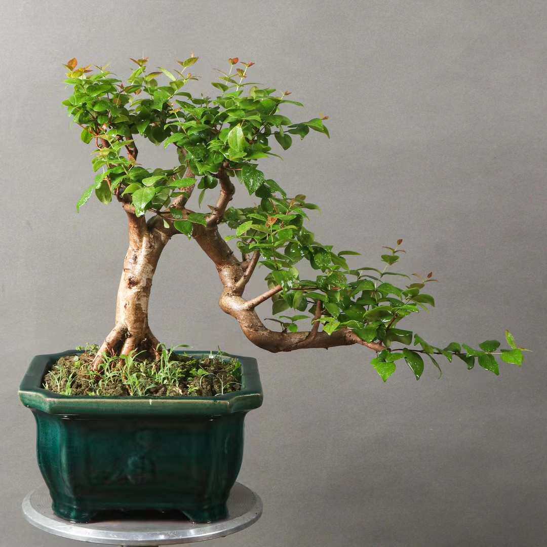 老桩巴西红果室内客厅阳台办公室绿植盆栽造型盆景四常常青好养