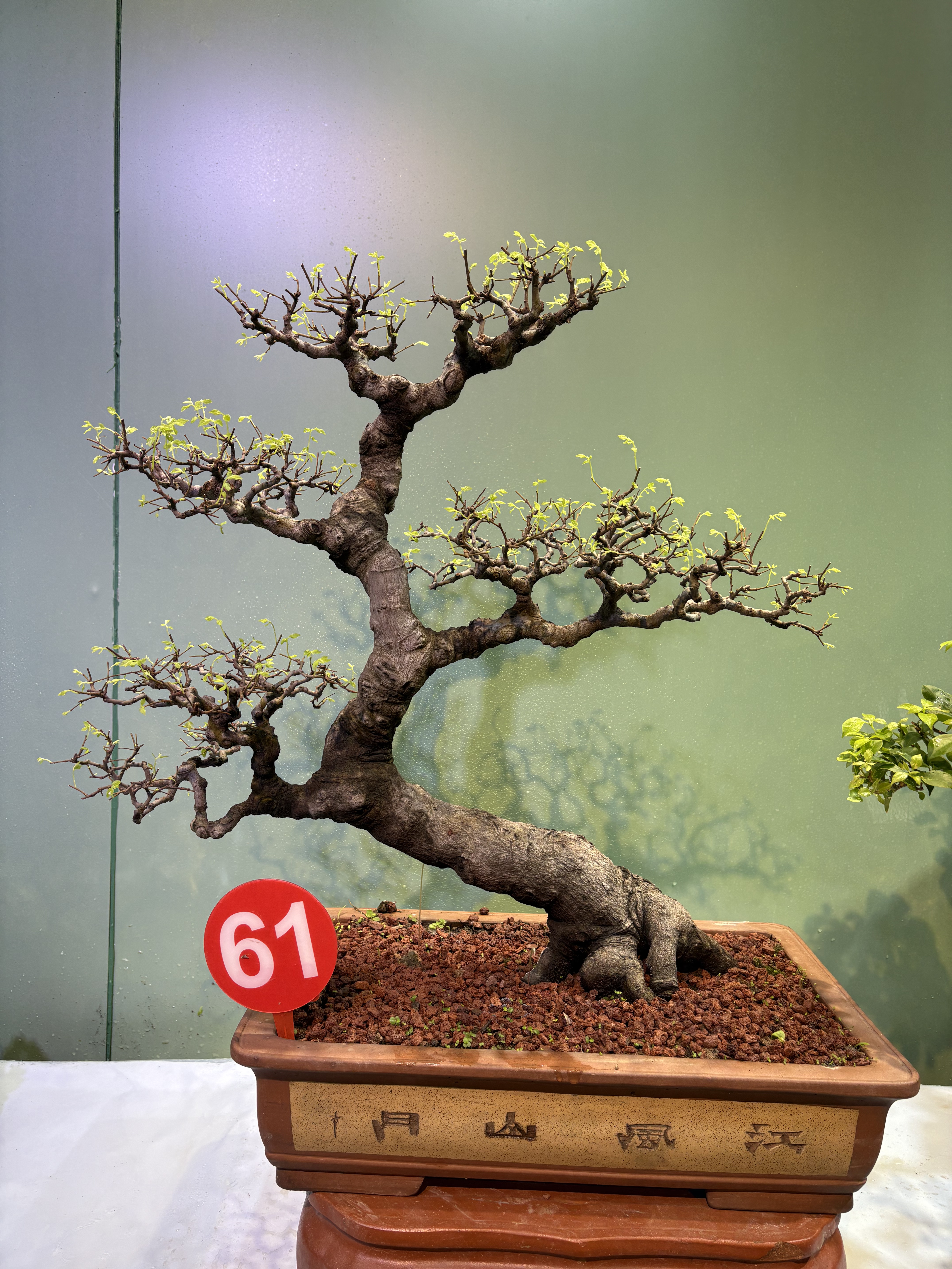 原生老桩造型朴树盆景室内阳台办公室绿植盆栽