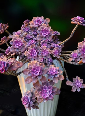 老桩大紫乐老桩多肉植物