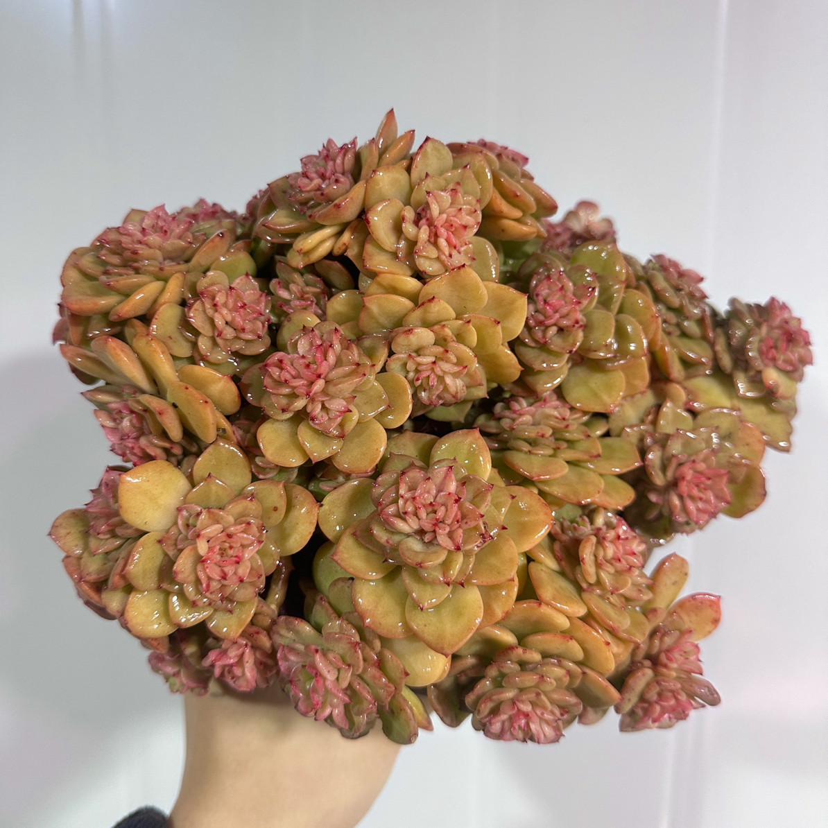 老桩群生腊牡丹,鲜花速递/花卉仿真/绿植园艺,多肉植物,淘宝优惠券,粉丝福利购,淘宝优惠卷