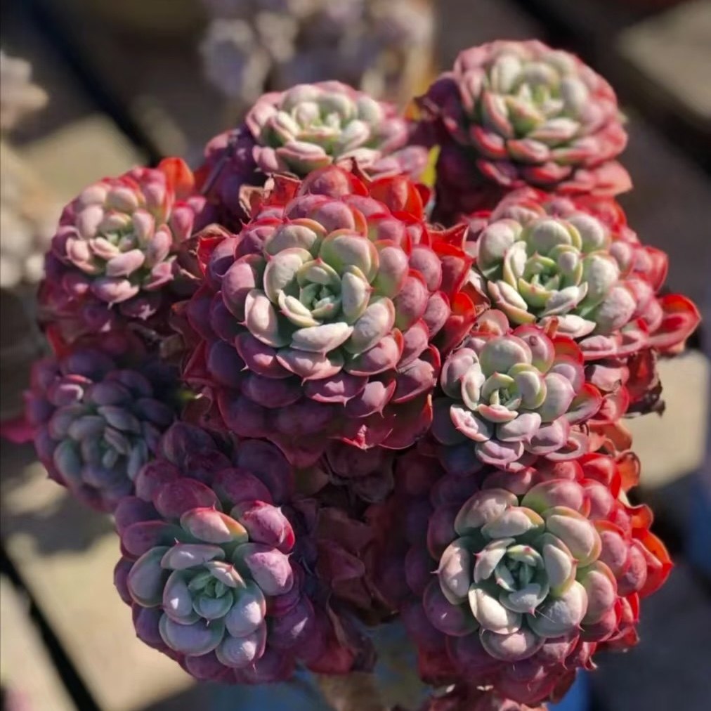 雨滴老桩  多肉植物颜色紫粉,鲜花速递/花卉仿真/绿植园艺,多肉植物,淘宝优惠券,粉丝福利购,淘宝优惠卷