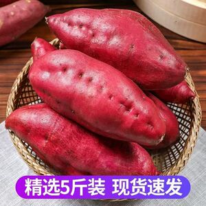 临安天目小香薯蜜薯农家自种大果番薯地瓜新鲜红薯现货速发