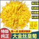 芳元 新货头采金丝皇菊花茶一朵一大杯特级贡菊干净无硫去养生茶火