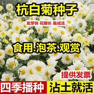 菊花种子籽盆栽阳台室内花卉种籽贡菊野菊花泡茶杭白菊种孑菊花籽