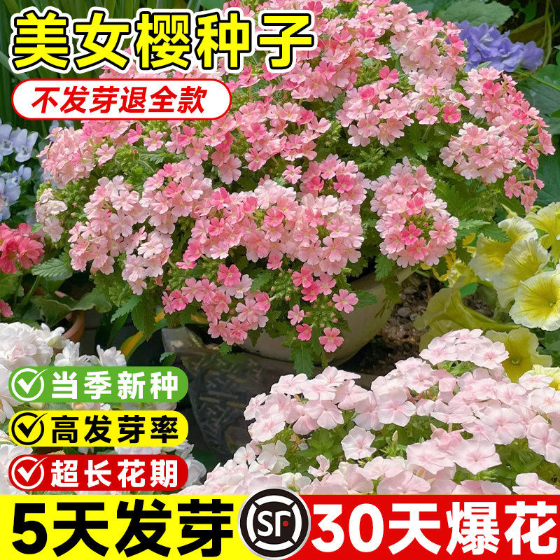 美女樱种籽室内花卉阳台好