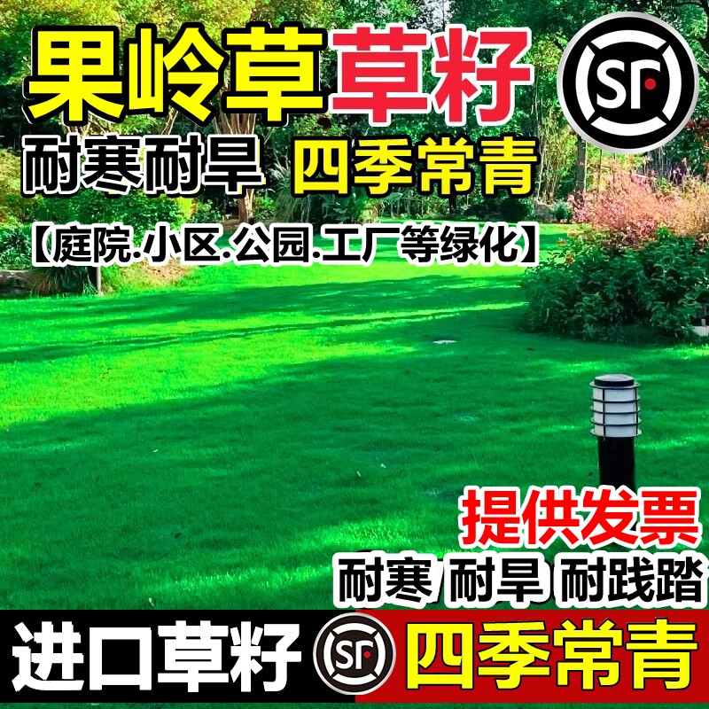 进口果岭草草籽草坪种子庭院高档矮生草籽四季青耐寒工程绿化草籽