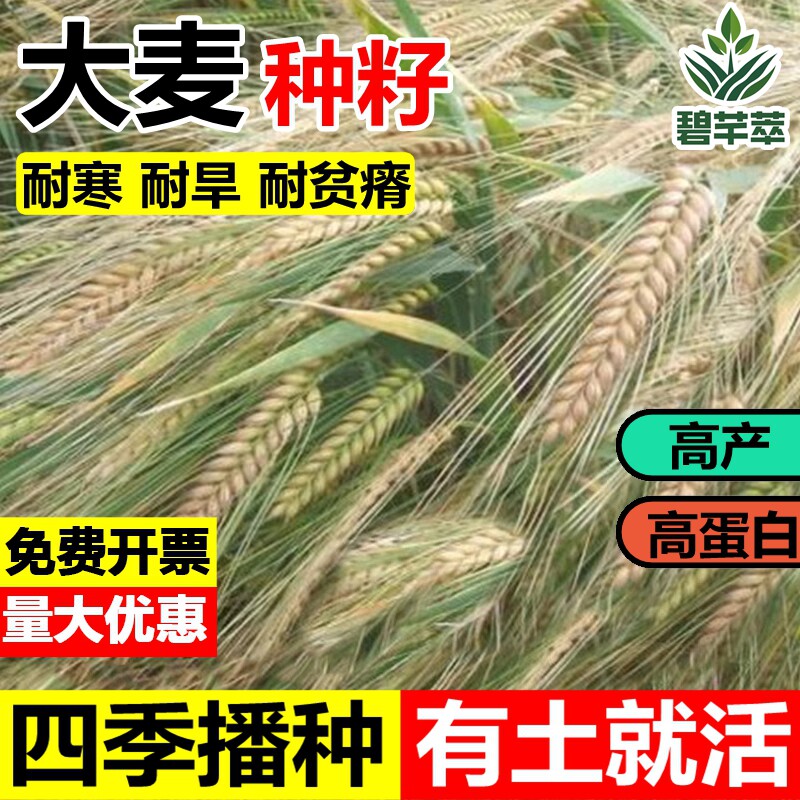 优质大麦种子籽草芽苗菜高