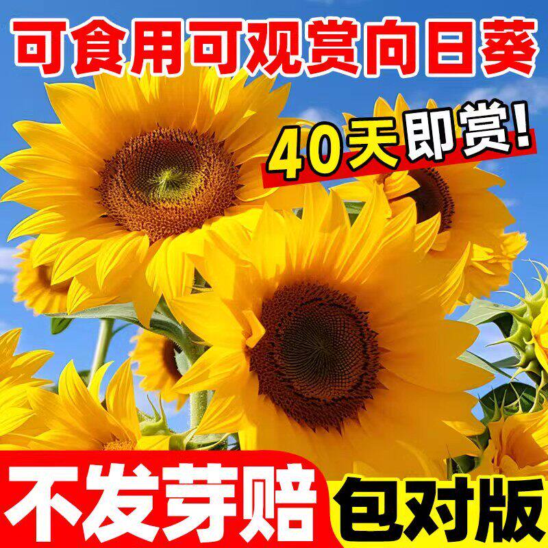 向日葵种孑阳台盆栽四季易