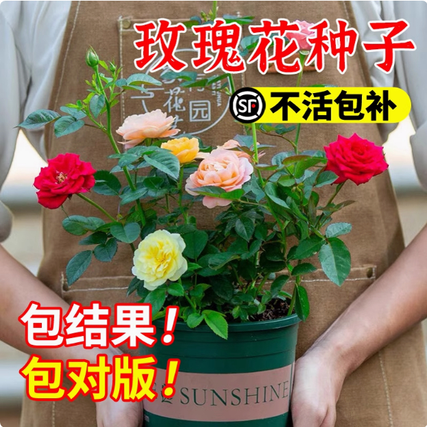 玫瑰花种子四季开易活籽室
