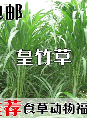 新型皇竹草种子巨菌多年生牧