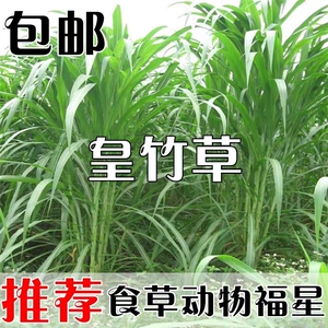 新型皇竹草种子巨菌多年生牧