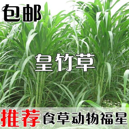新型皇竹草种子巨菌多年生牧