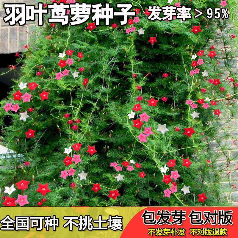 庭院植物花卉爬藤种籽子四