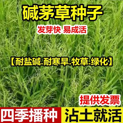 碱茅草种子籽牧星多年生耐