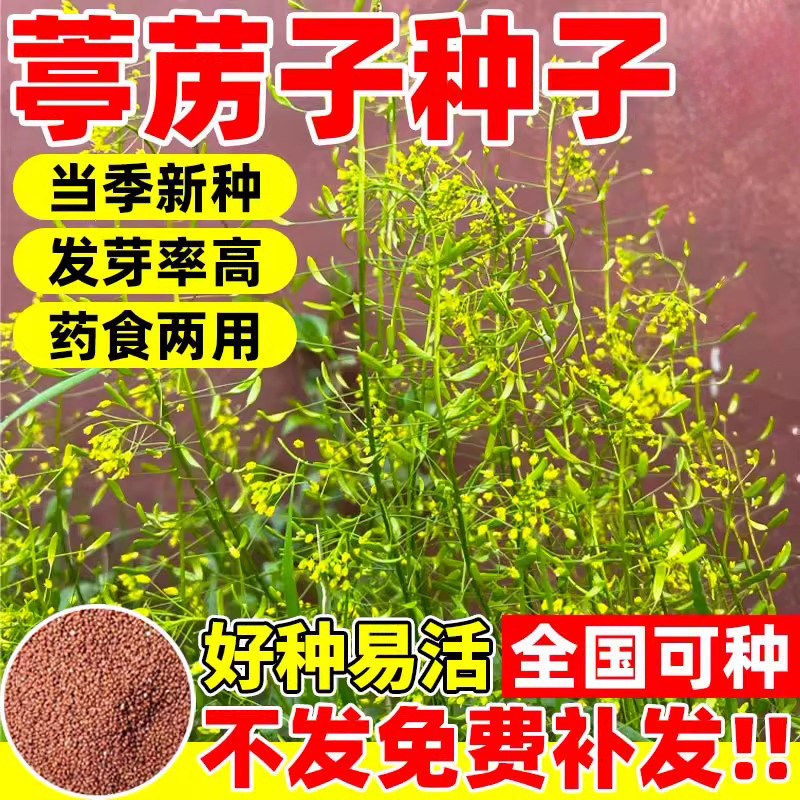 葶苈子种籽云南野生材四季