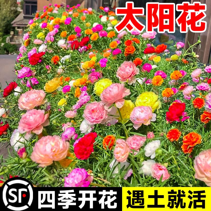 太阳花种孑重瓣籽四季开波