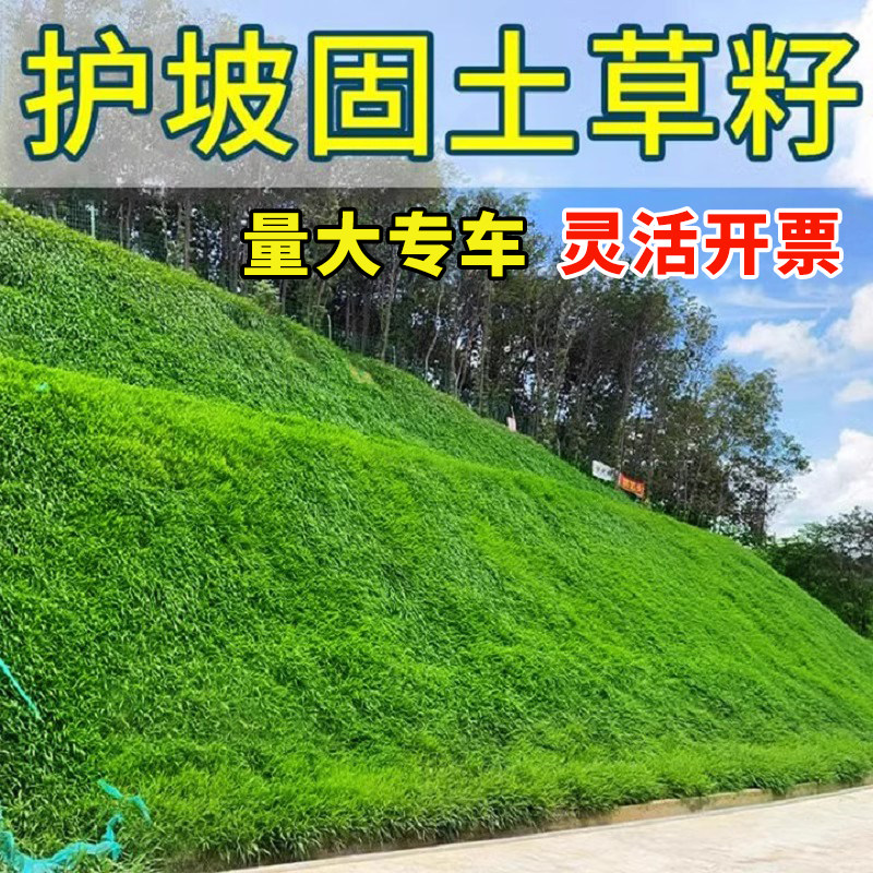 草坪籽护坡固土四季常青高