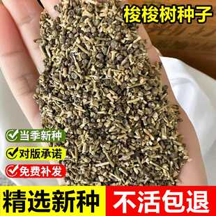 当季新采梭梭树种子抗旱固沙培育肉苁蓉的好树木沙漠先锋灌木树种