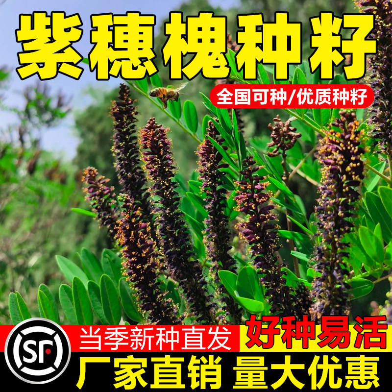 紫穗槐种子棉刺树绿化斜山