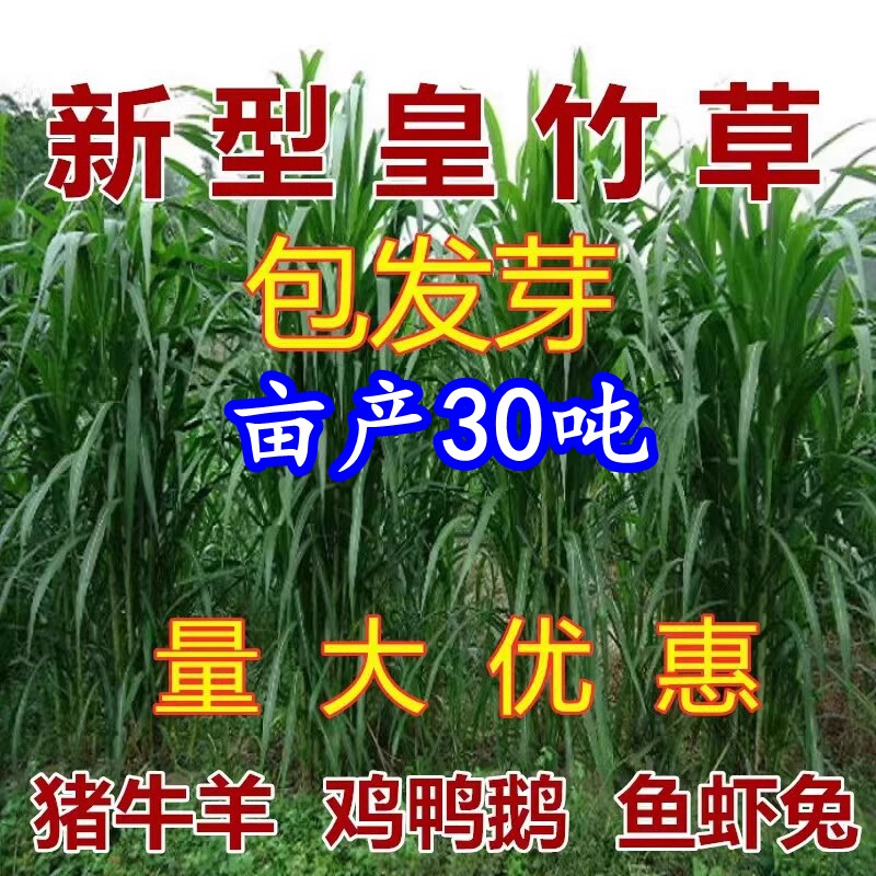 新型高产皇竹草草籽甜象草种子耐寒耐旱杂交牧草种子皇竹草种节子
