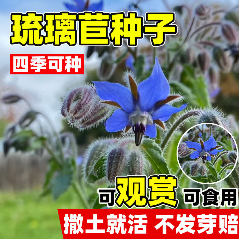 琉璃苣种籽四季开花易活阳