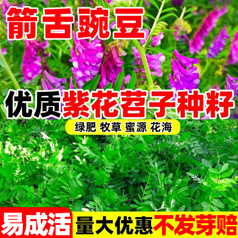 箭舌豌豆种籽野子高蛋白牧