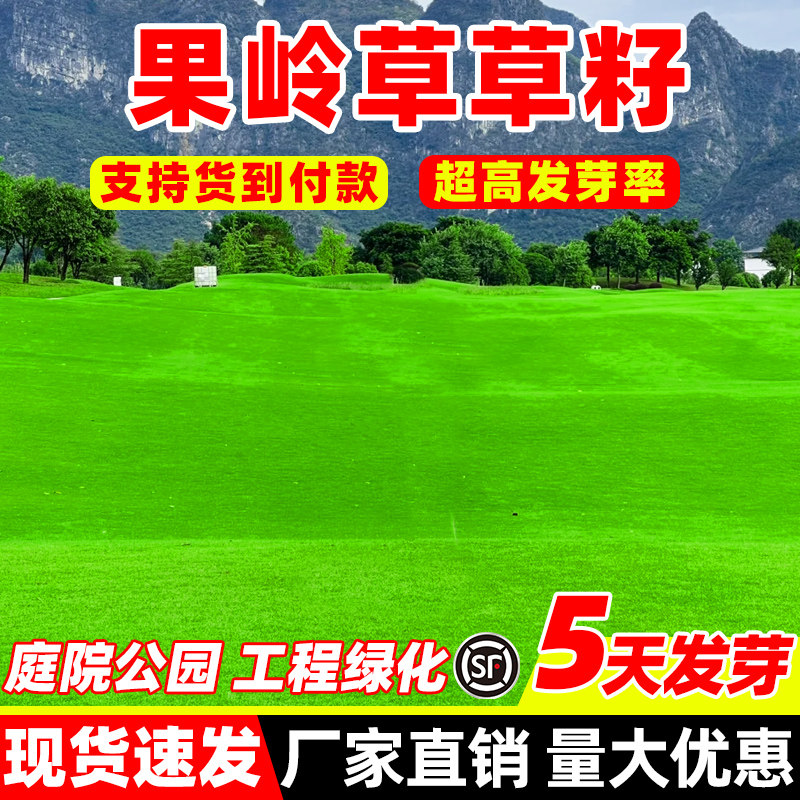 进口果岭草草坪草籽四季常青公园小区民宿工程绿化免修剪草种子孑